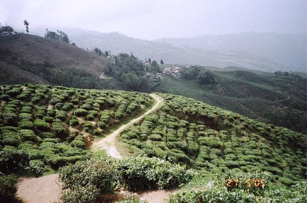 Darjeeling_2005 (31)
